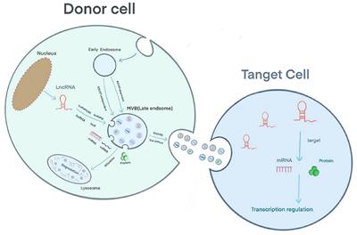 New Developments in Exosomal lncRNAs in Cardiovascular Diseases